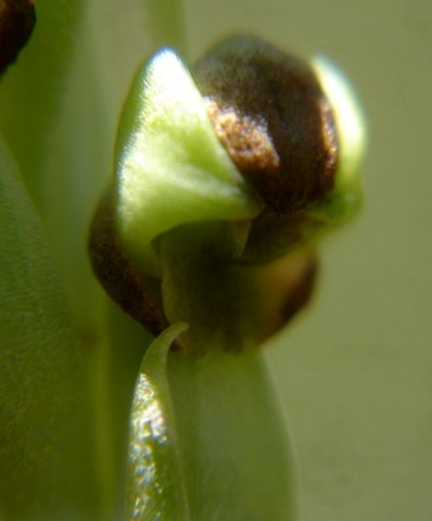 Pterygodium dracomontanum flower parts